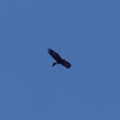 Aquila audax (Wedge-tailed Eagle) at Wingecarribee Local Government Area - 16 May 2023 by Curiosity