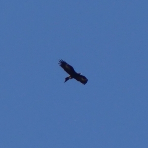 Aquila audax at Berrima, NSW - 16 May 2023 01:27 PM