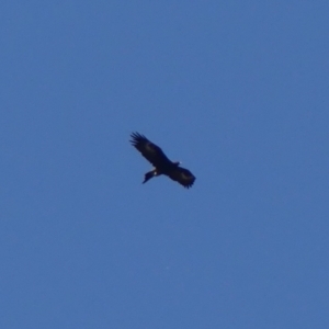 Aquila audax (Wedge-tailed Eagle) at Berrima, NSW by Curiosity