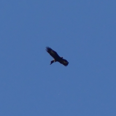 Aquila audax (Wedge-tailed Eagle) at Berrima River Reserve - 16 May 2023 by Curiosity