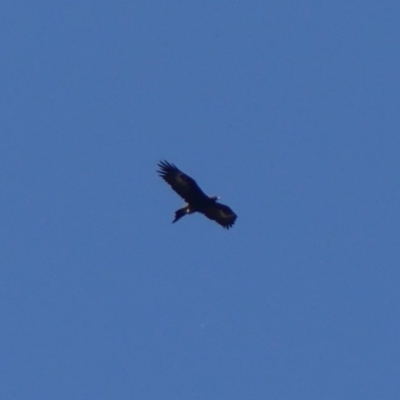 Aquila audax (Wedge-tailed Eagle) at Berrima, NSW - 16 May 2023 by Curiosity