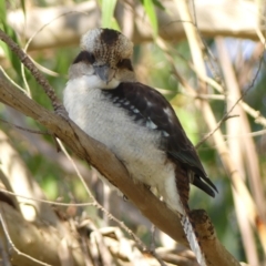 Dacelo novaeguineae (Laughing Kookaburra) at Berrima - 16 May 2023 by Curiosity