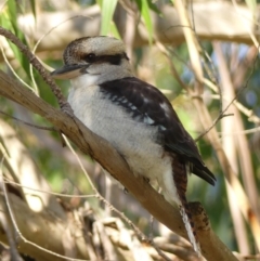 Dacelo novaeguineae at Berrima, NSW - 16 May 2023