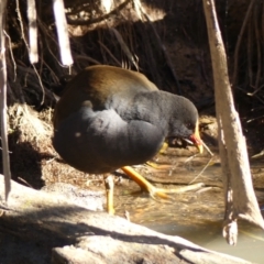 Gallinula tenebrosa (Dusky Moorhen) at Wingecarribee Local Government Area - 16 May 2023 by Curiosity