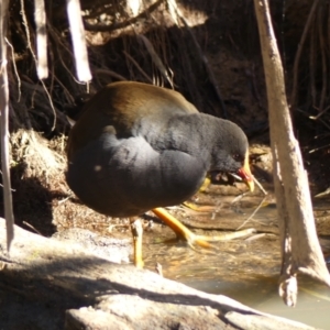 Gallinula tenebrosa (Dusky Moorhen) at Berrima, NSW by Curiosity