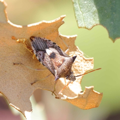 Oechalia schellenbergii (Spined Predatory Shield Bug) at O'Connor, ACT - 12 Mar 2023 by ConBoekel