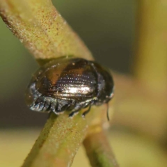 Ditropidus sp. (genus) (Leaf beetle) at Dryandra St Woodland - 12 Mar 2023 by ConBoekel
