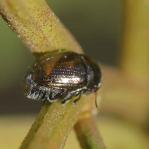 Ditropidus sp. (genus) at O'Connor, ACT - 12 Mar 2023 11:48 AM