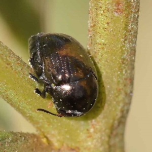 Ditropidus sp. (genus) at O'Connor, ACT - 12 Mar 2023