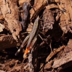 Macrotona securiformis (Inland Macrotona) at Dryandra St Woodland - 12 Mar 2023 by ConBoekel