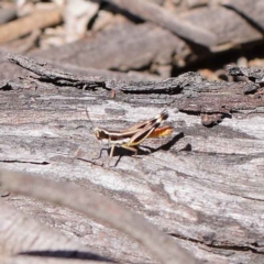 Macrotona securiformis (Inland Macrotona) at O'Connor, ACT - 12 Mar 2023 by ConBoekel