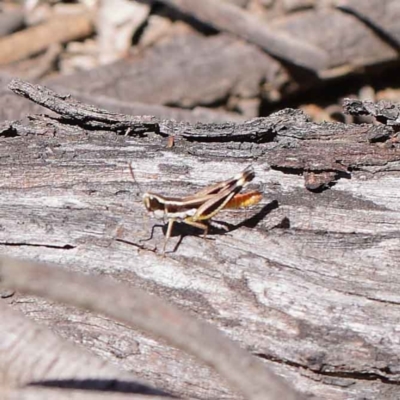 Macrotona securiformis (Inland Macrotona) at Dryandra St Woodland - 12 Mar 2023 by ConBoekel