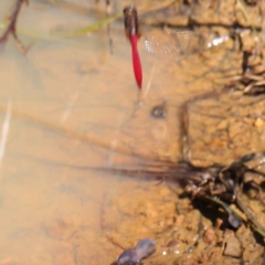 Orthetrum villosovittatum (Fiery Skimmer) at O'Connor, ACT - 12 Mar 2023 by ConBoekel