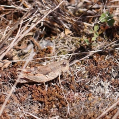 Phaulacridium vittatum (Wingless Grasshopper) at O'Connor, ACT - 12 Mar 2023 by ConBoekel