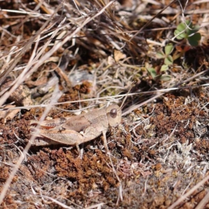 Phaulacridium vittatum at O'Connor, ACT - 12 Mar 2023 11:33 AM