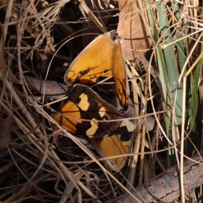 Heteronympha merope (Common Brown Butterfly) at Dryandra St Woodland - 12 Mar 2023 by ConBoekel
