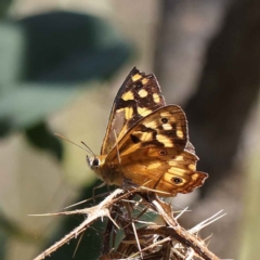 Heteronympha paradelpha (Spotted Brown) at Dryandra St Woodland - 12 Mar 2023 by ConBoekel