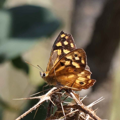 Heteronympha paradelpha (Spotted Brown) at Dryandra St Woodland - 12 Mar 2023 by ConBoekel