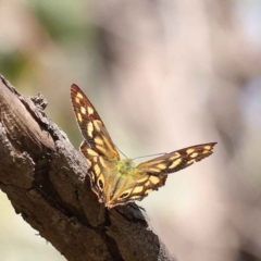 Heteronympha paradelpha (Spotted Brown) at Dryandra St Woodland - 12 Mar 2023 by ConBoekel