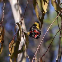 Delias harpalyce (Imperial Jezebel) at Dryandra St Woodland - 12 Mar 2023 by ConBoekel