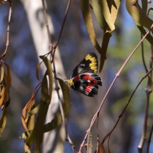 Delias harpalyce at O'Connor, ACT - 12 Mar 2023 12:40 PM