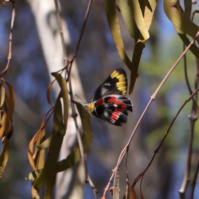 Delias harpalyce (Imperial Jezebel) at Dryandra St Woodland - 12 Mar 2023 by ConBoekel