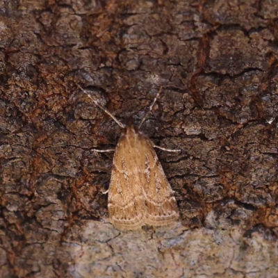 Eudonia cleodoralis (A Crambid moth) at Dryandra St Woodland - 12 Mar 2023 by ConBoekel