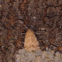Eudonia cleodoralis (A Crambid moth) at O'Connor, ACT - 12 Mar 2023 by ConBoekel