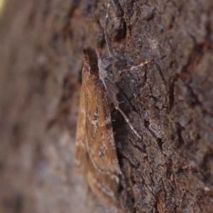 Eudonia cleodoralis at O'Connor, ACT - 12 Mar 2023