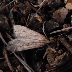 Eudonia cleodoralis (A Crambid moth) at Dryandra St Woodland - 12 Mar 2023 by ConBoekel