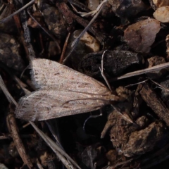 Eudonia cleodoralis (A Crambid moth) at O'Connor, ACT - 12 Mar 2023 by ConBoekel