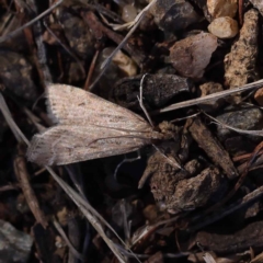 Eudonia cleodoralis at O'Connor, ACT - 12 Mar 2023