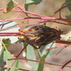Perginae sp. (subfamily) (Unidentified pergine sawfly) at O'Connor, ACT - 12 Mar 2023 by ConBoekel