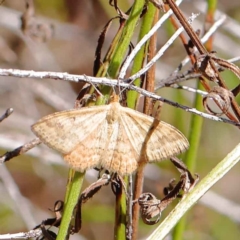 Scopula rubraria (Plantain Moth) at O'Connor, ACT - 12 Mar 2023 by ConBoekel