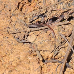 Morethia boulengeri (Boulenger's Skink) at Dryandra St Woodland - 12 Mar 2023 by ConBoekel