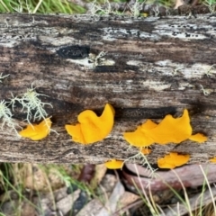 Unidentified Fungus at Cotter River, ACT - 27 May 2023 by KMcCue