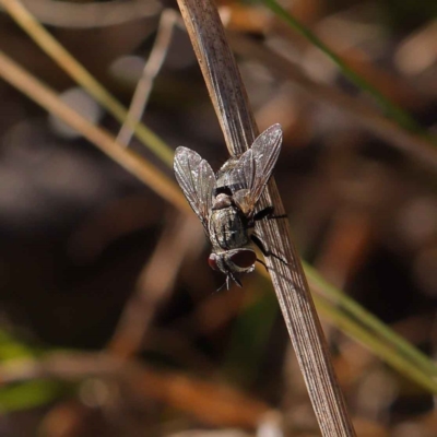 Tachinidae (family) (Unidentified Bristle fly) at O'Connor, ACT - 17 Mar 2023 by ConBoekel