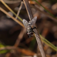 Tachinidae (family) (Unidentified Bristle fly) at O'Connor, ACT - 16 Mar 2023 by ConBoekel