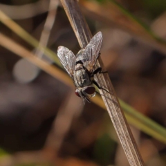 Tachinidae (family) at O'Connor, ACT - 17 Mar 2023 09:19 AM