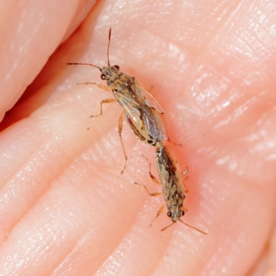 Nysius sp. (genus) (Seed bug) at Dryandra St Woodland - 16 Mar 2023 by ConBoekel