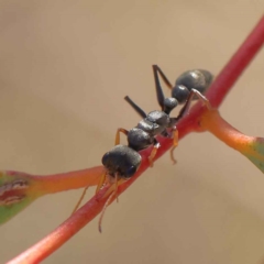 Myrmecia sp., pilosula-group (Jack jumper) at Dryandra St Woodland - 16 Mar 2023 by ConBoekel