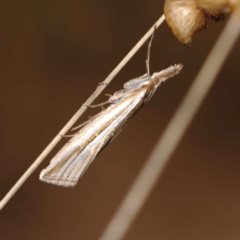 Hednota species near grammellus (Pyralid or snout moth) at Dryandra St Woodland - 16 Mar 2023 by ConBoekel