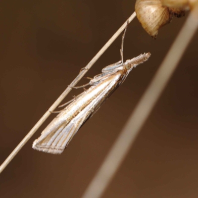 Hednota species near grammellus (Pyralid or snout moth) at Dryandra St Woodland - 17 Mar 2023 by ConBoekel