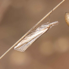 Hednota species near grammellus at O'Connor, ACT - 17 Mar 2023