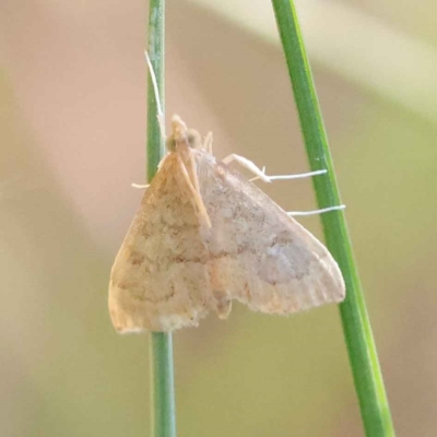 Metasia dicealis (Spilomelinae, Crambidae) at Dryandra St Woodland - 17 Mar 2023 by ConBoekel