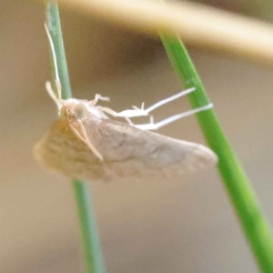 Metasia dicealis at O'Connor, ACT - 17 Mar 2023