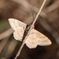 Scopula rubraria (Reddish Wave, Plantain Moth) at Dryandra St Woodland - 17 Mar 2023 by ConBoekel