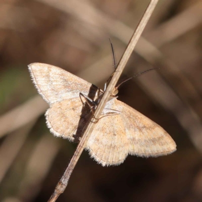 Scopula rubraria (Reddish Wave, Plantain Moth) at O'Connor, ACT - 16 Mar 2023 by ConBoekel