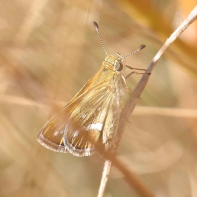 Taractrocera papyria (White-banded Grass-dart) at Dryandra St Woodland - 17 Mar 2023 by ConBoekel