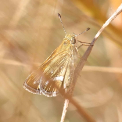 Taractrocera papyria (White-banded Grass-dart) at Dryandra St Woodland - 16 Mar 2023 by ConBoekel